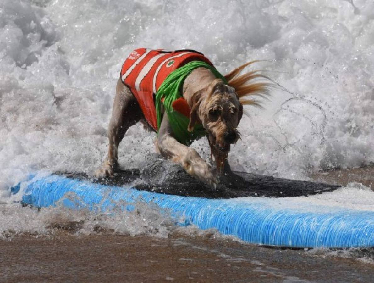 Perros participan en peculiar competencia de surf