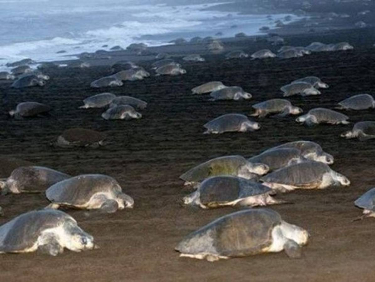 Centroamérica preocupada ante informe de reducción de especies marinas