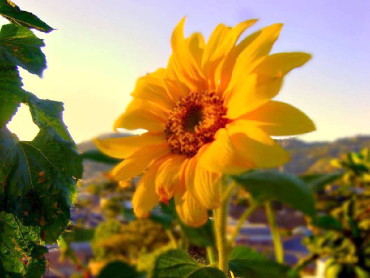 Fotos de los lectores para el Día de la Tierra