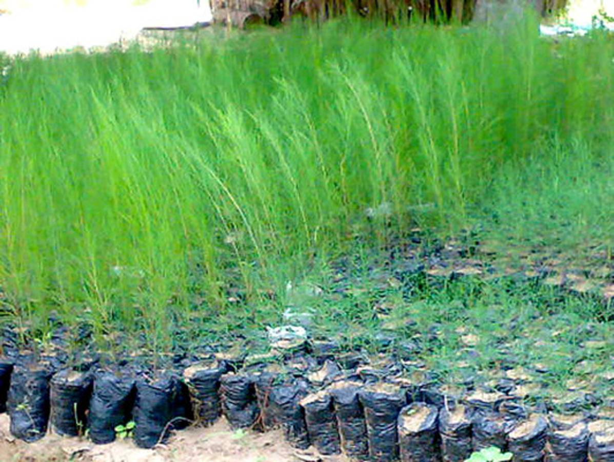 Hoy se conmemora el Día Mundial de la Tierra