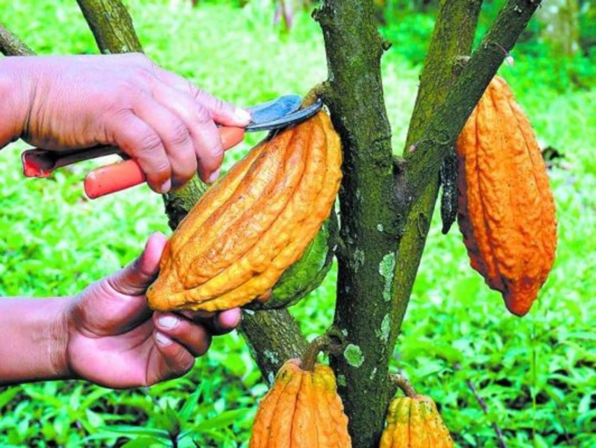 Destinarán $4.9 millones para beneficiar a productores de cacao