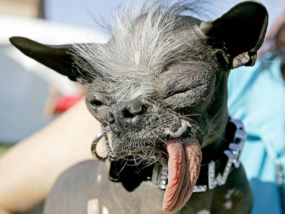 Muere ganador de perro más feo del mundo