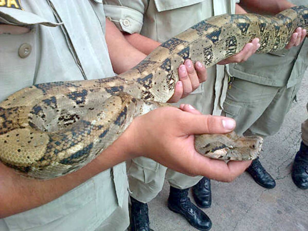 Bomberos rescatan una boa en el anillo periférico