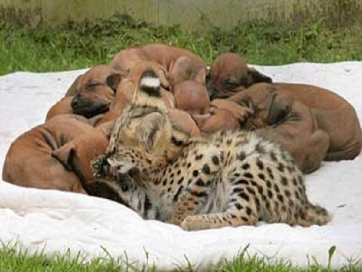 Amistades insólitas en el mundo animal