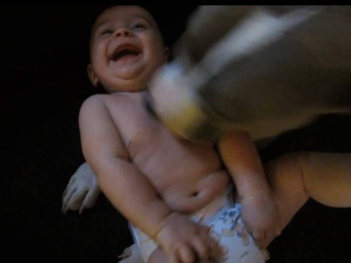 VIDEO: El pitbull que hace reír a carcajadas a un bebé