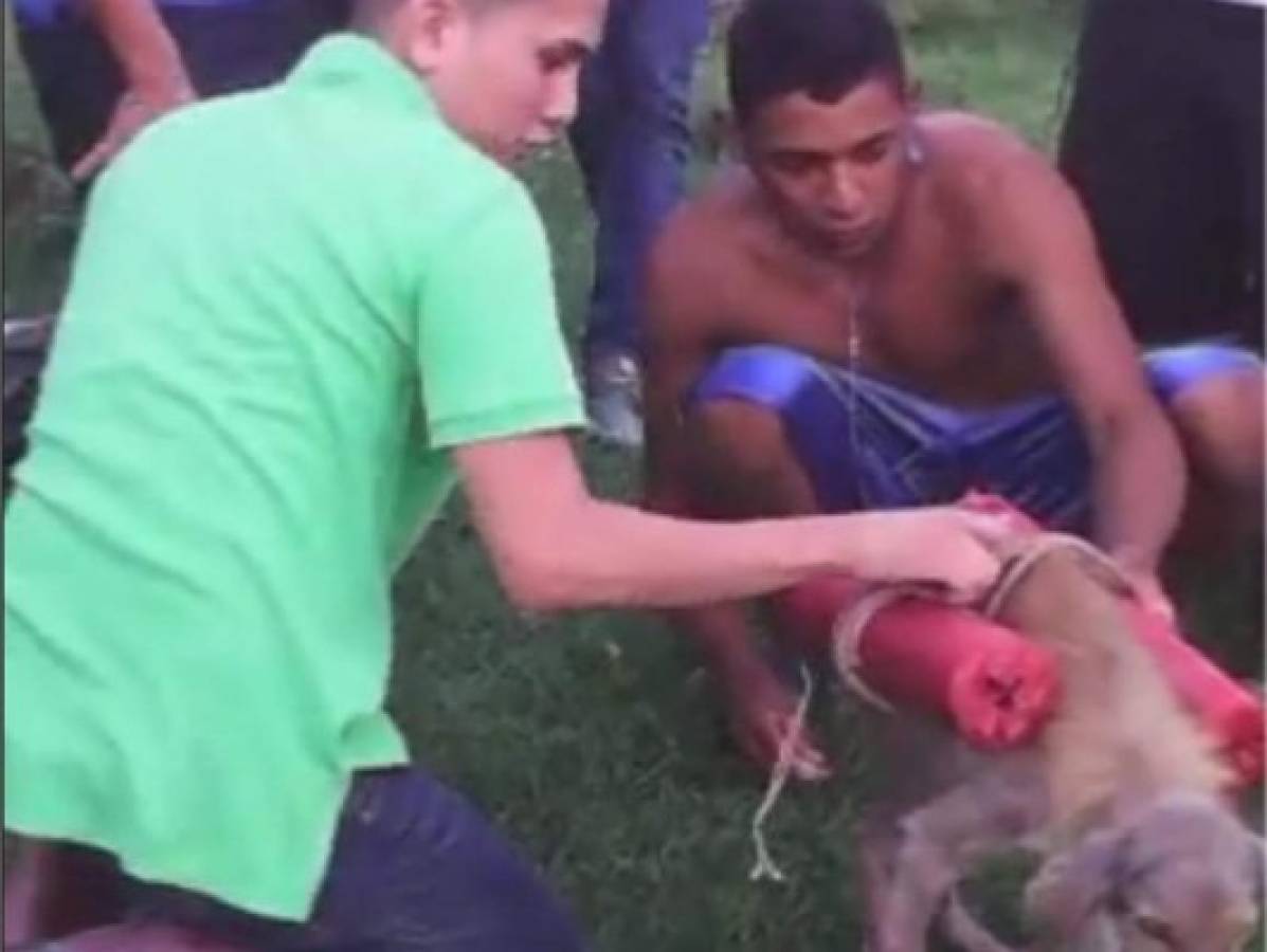 VIDEO: Jóvenes atan morteros a un perrito y lo hacen explotar en El Negrito