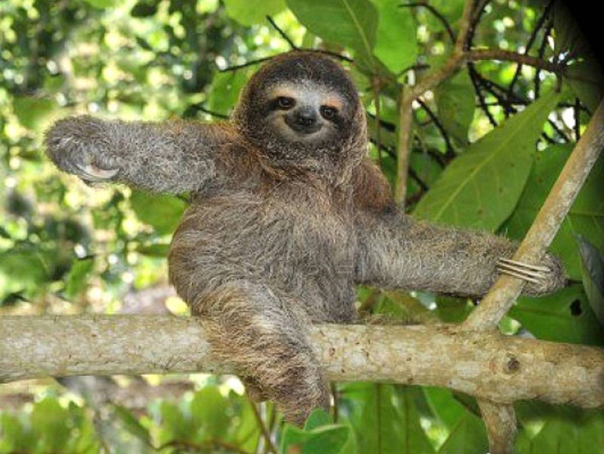 Los animales más feos del mundo