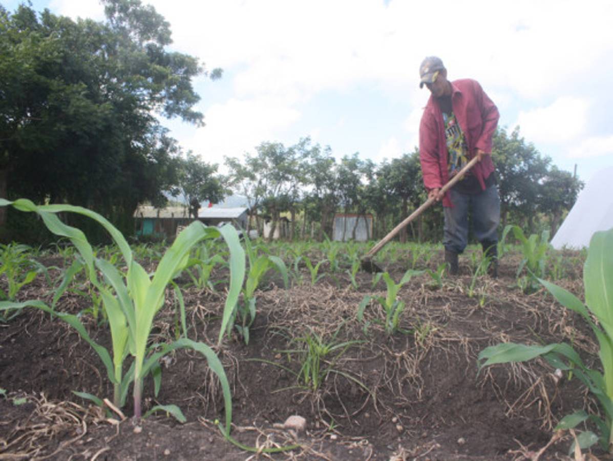 Exitosa cosecha auguran agricultores en El Paraíso