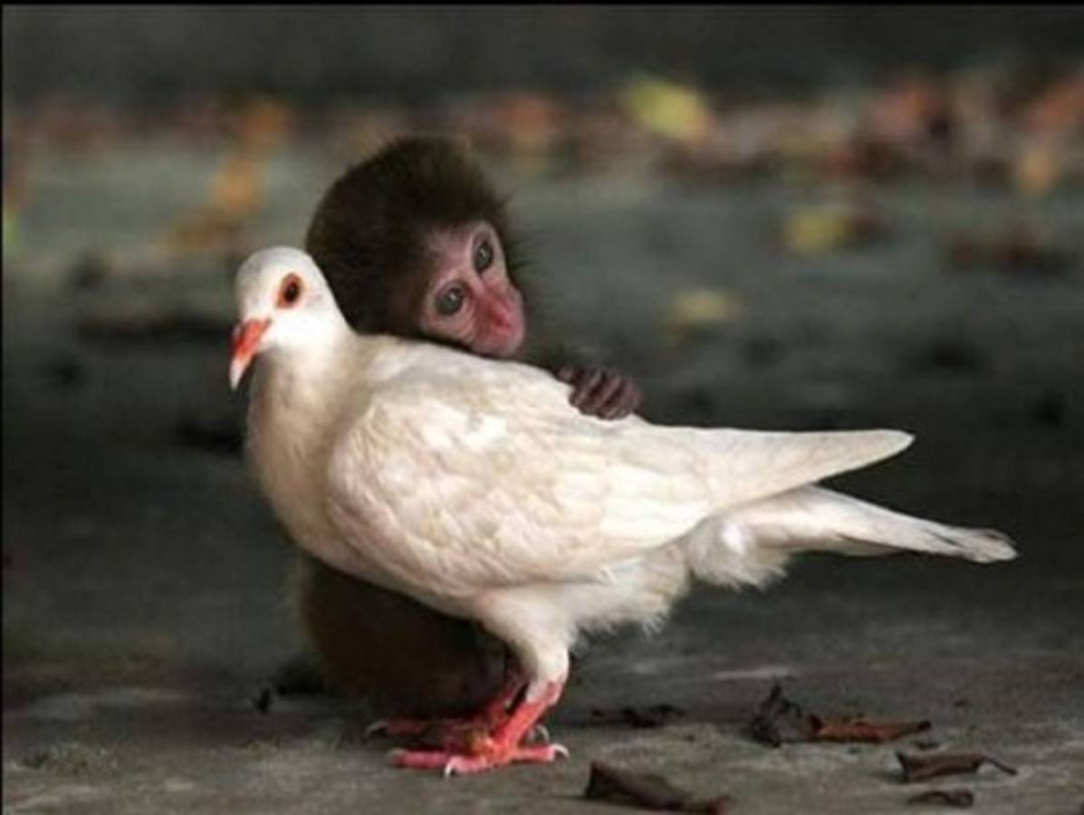 Amistades insólitas en el mundo animal