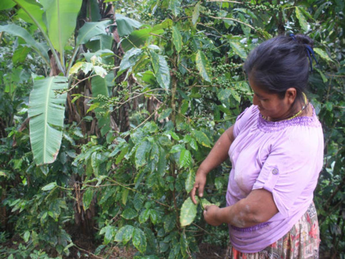 Honduras: 100 mil empleos menos por roya