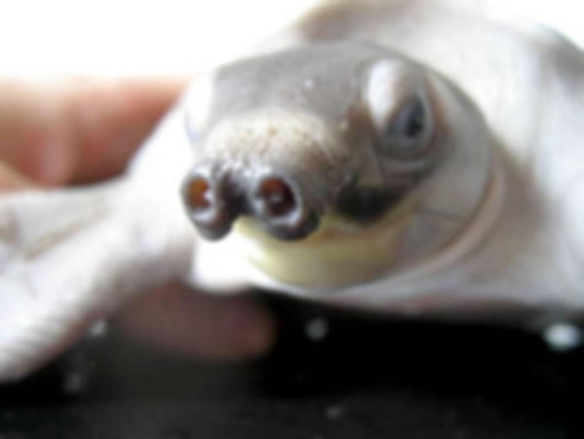 Los animales más feos del mundo