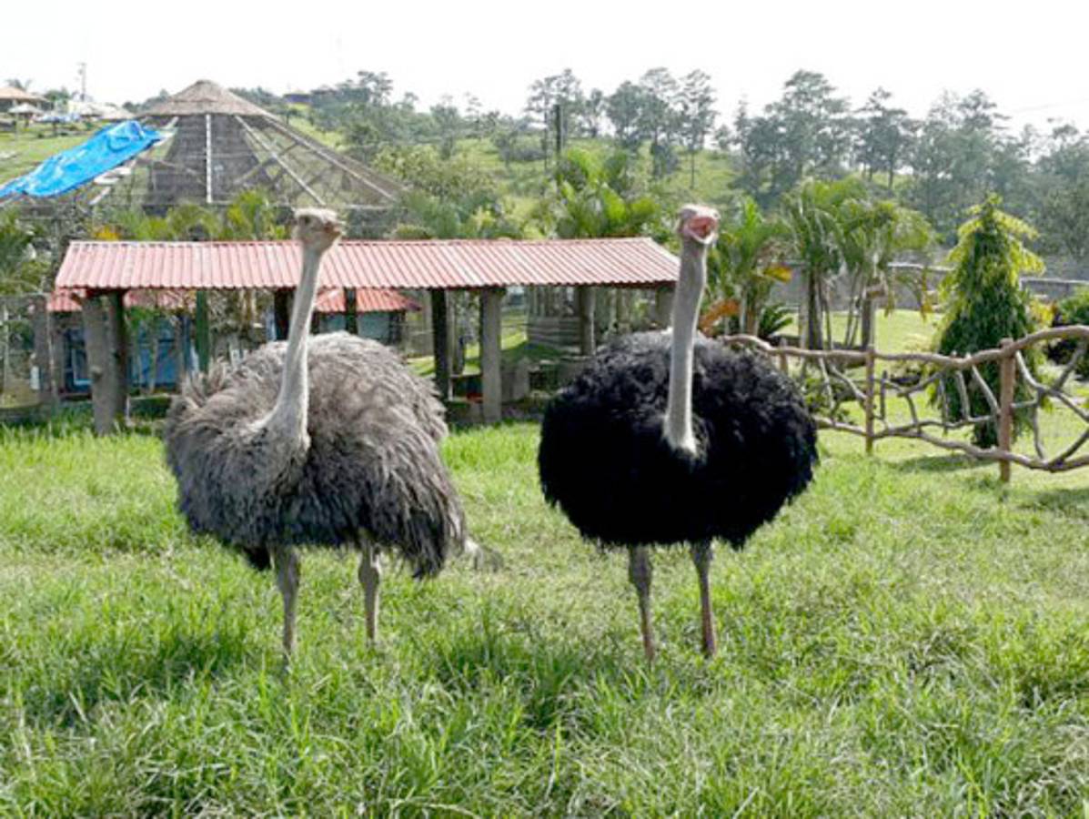 Honduras: aseguran 80 bienes valorados en 16 mil millones de lempiras