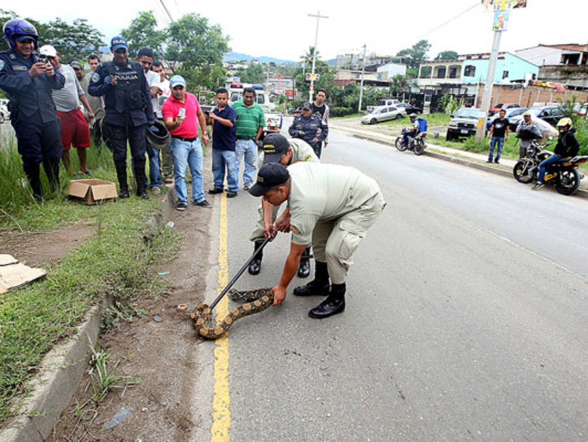 Bomberos rescatan una boa en el anillo periférico