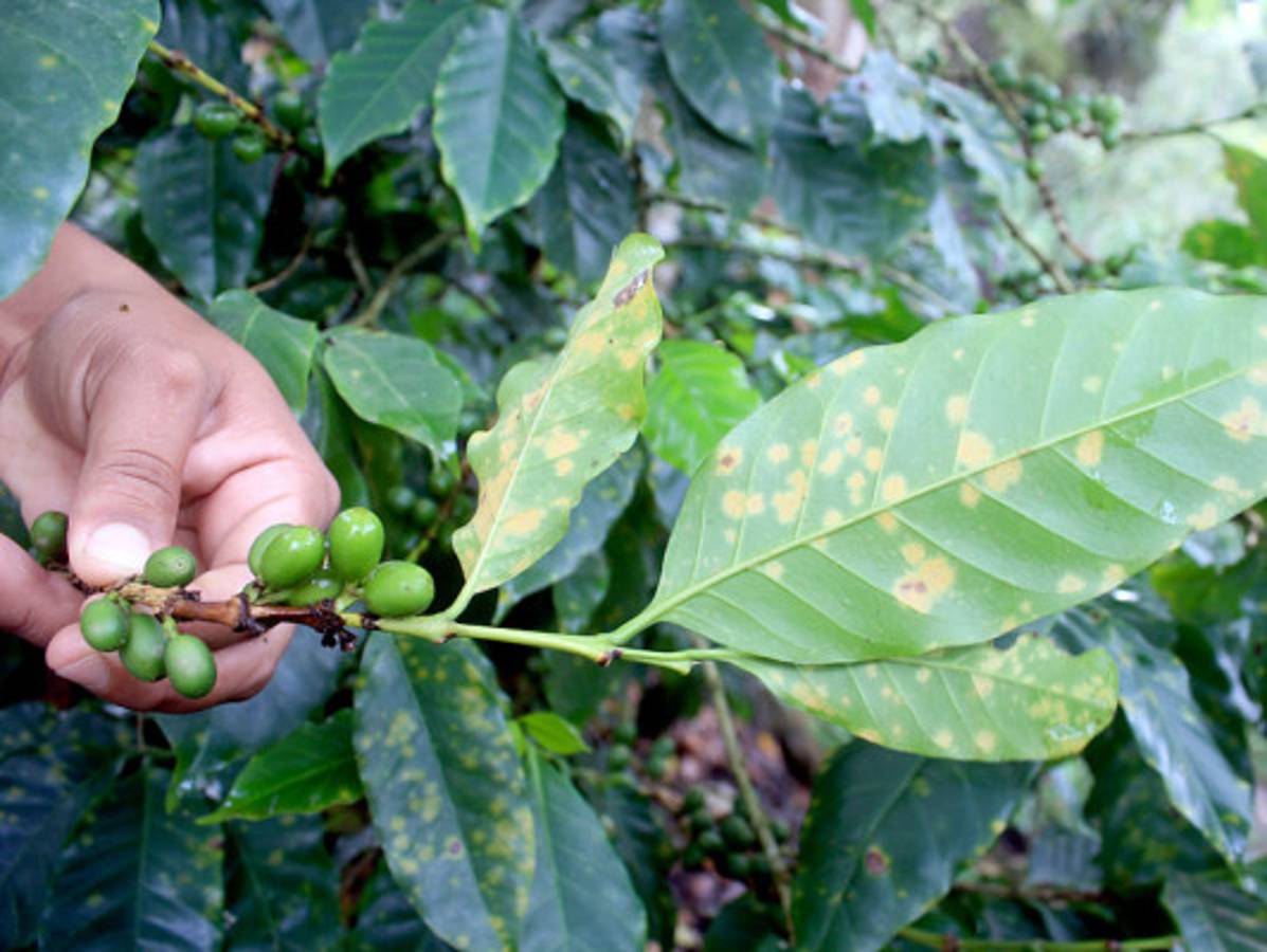 Ministros de Agricultura analizarán plaga de roya