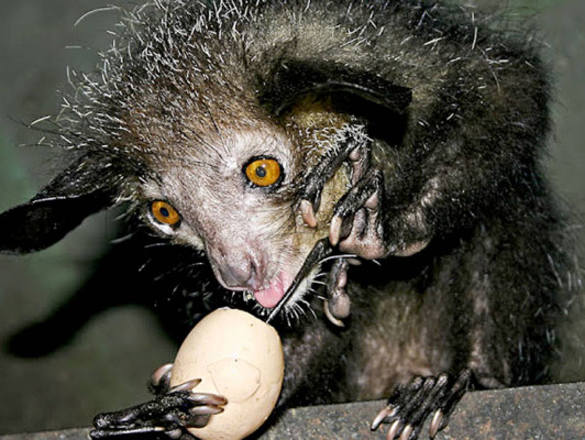 Los animales más feos del mundo