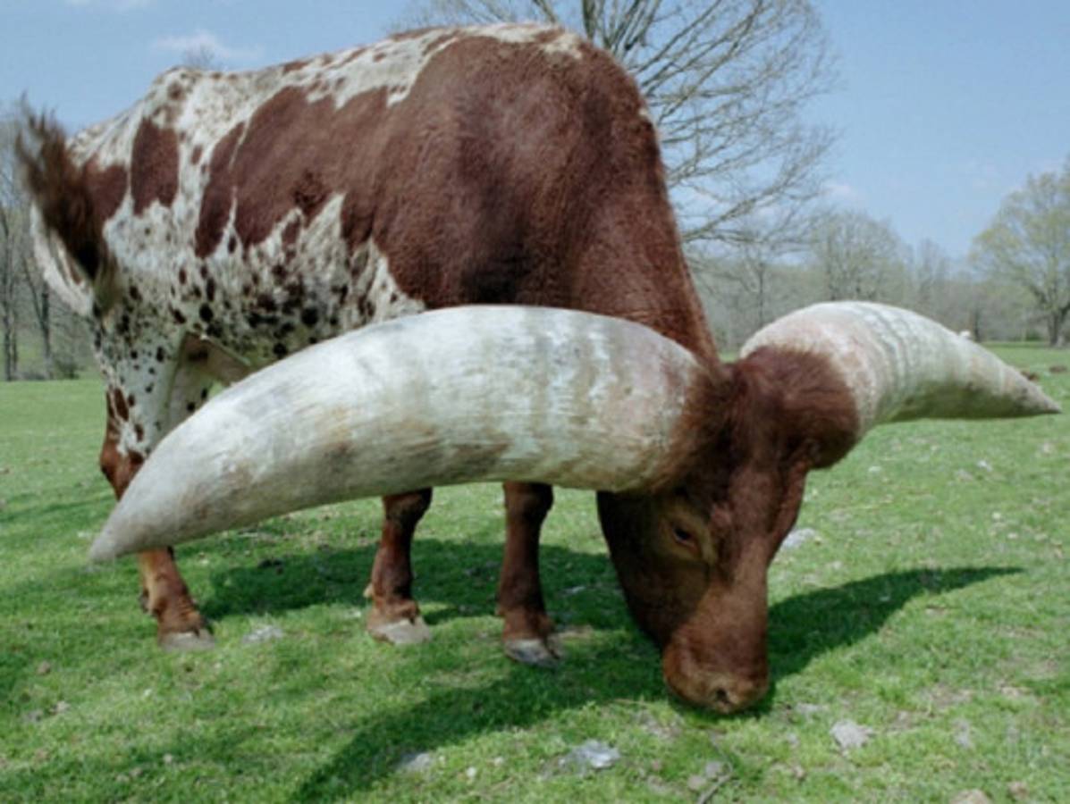 Los animales más feos del mundo