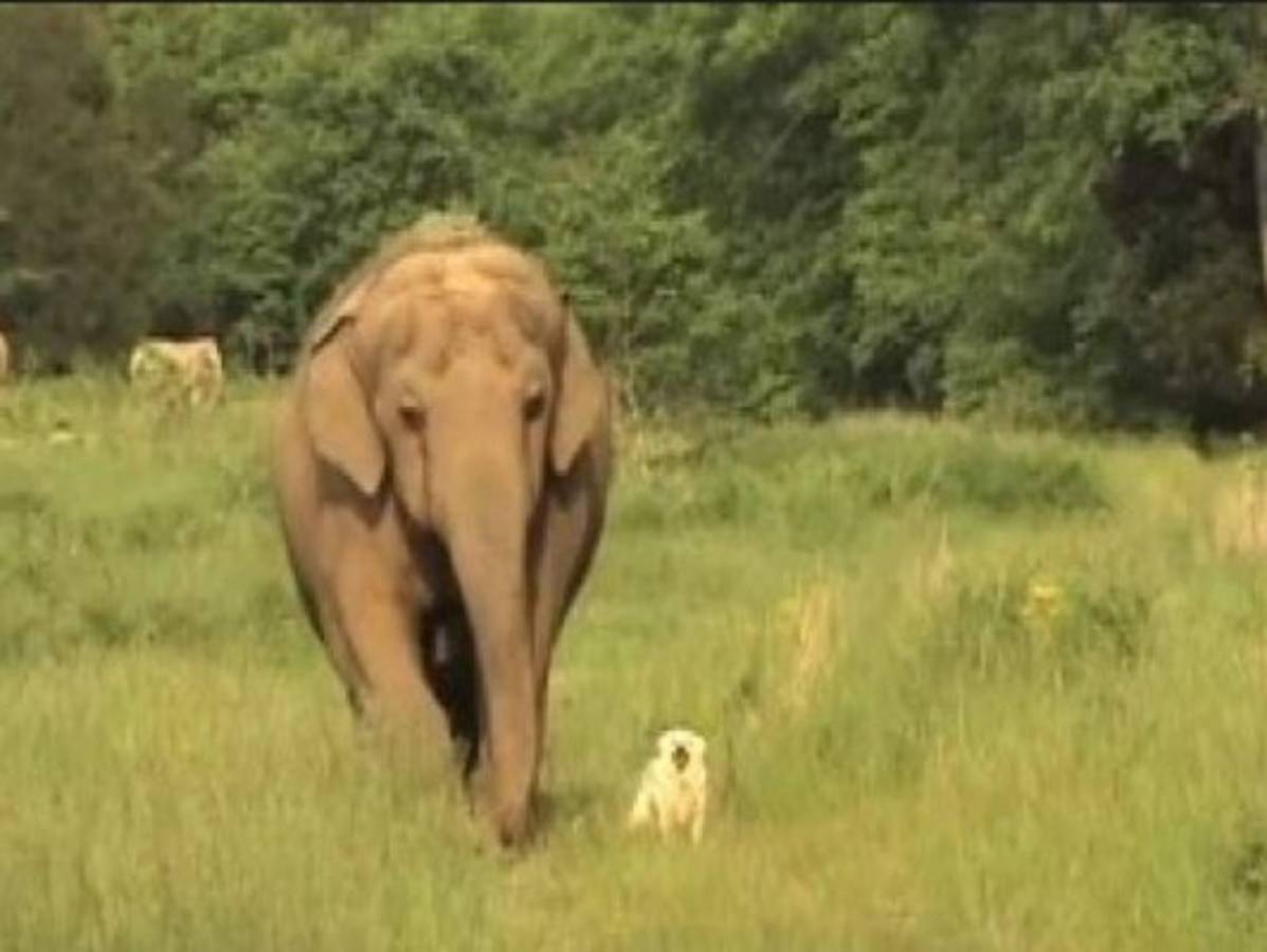 Amistades insólitas en el mundo animal