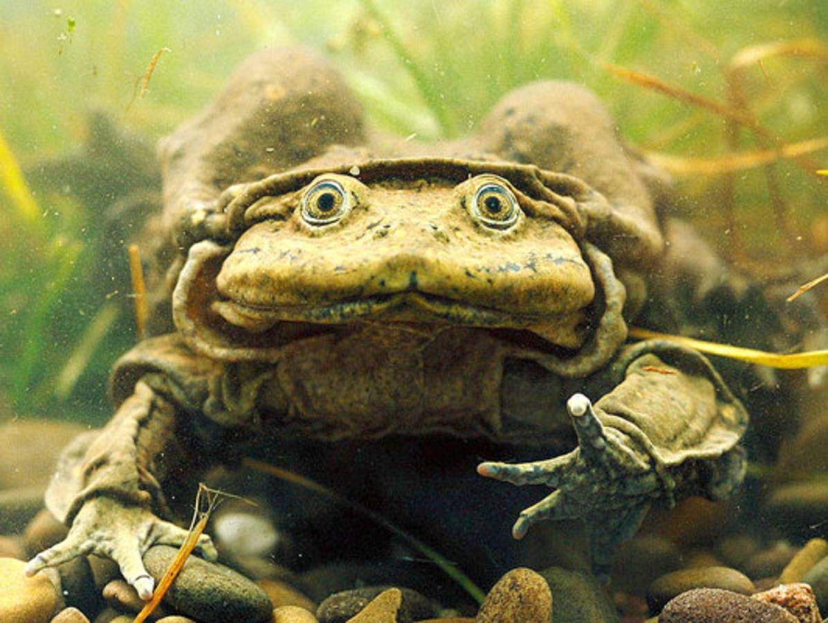 Los animales más feos del mundo