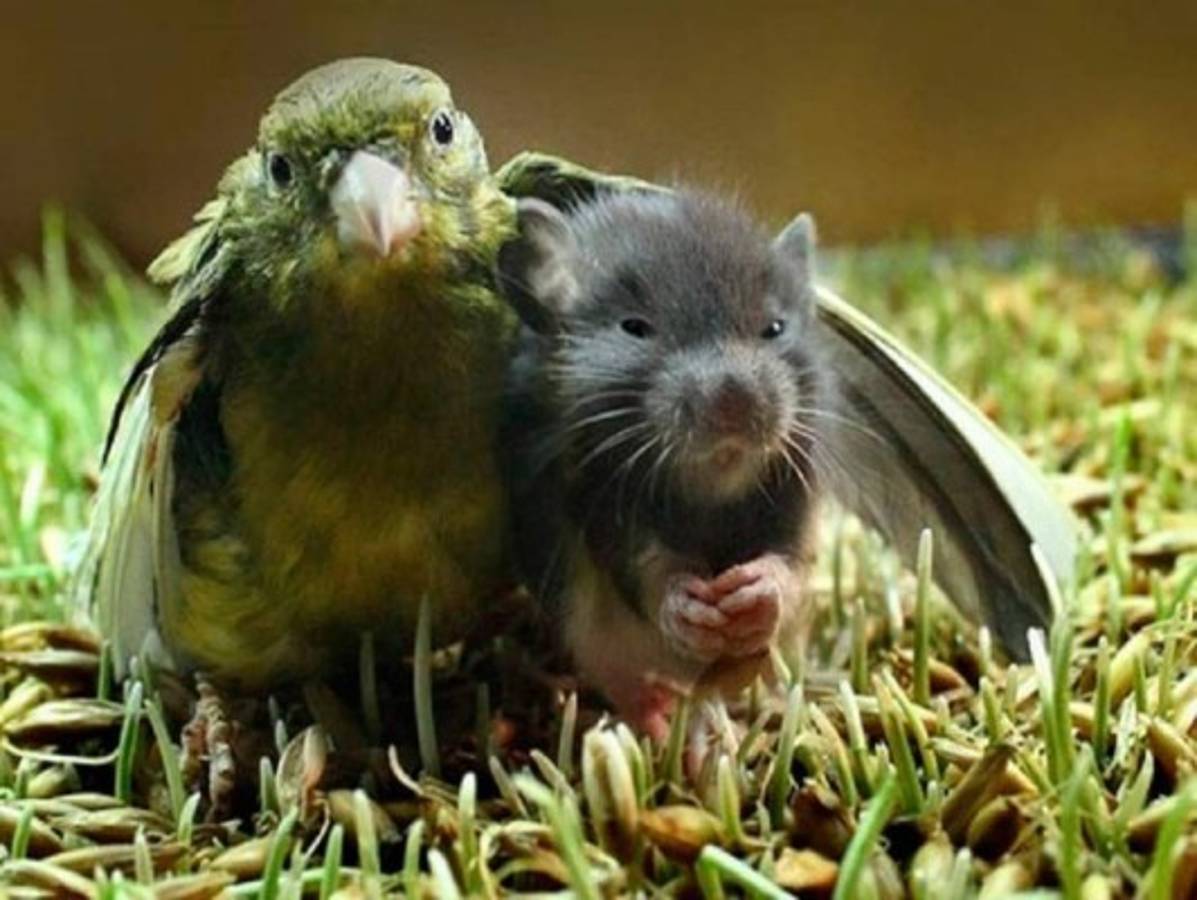 Amistades insólitas en el mundo animal