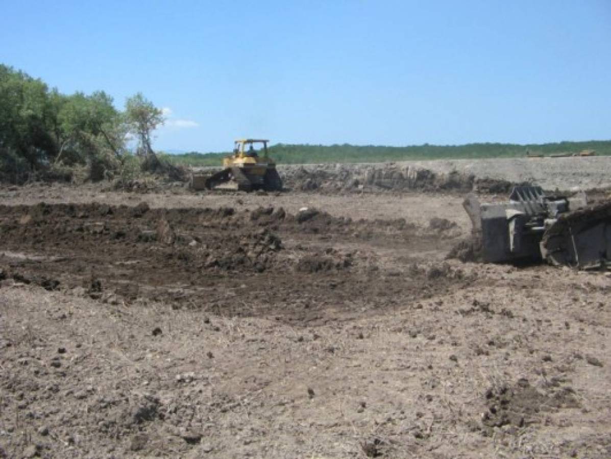 Secretaría de Ambiente multará a productores de camarón que han destruido áreas protegidas