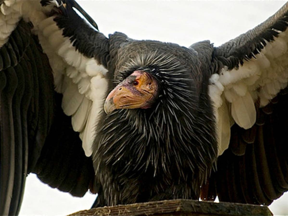 Los animales más feos del mundo