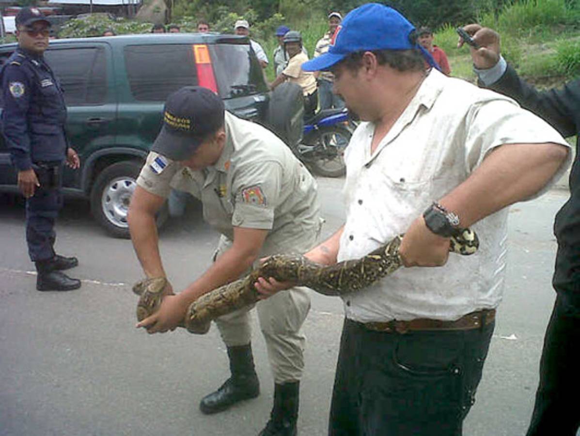 Bomberos rescatan una boa en el anillo periférico
