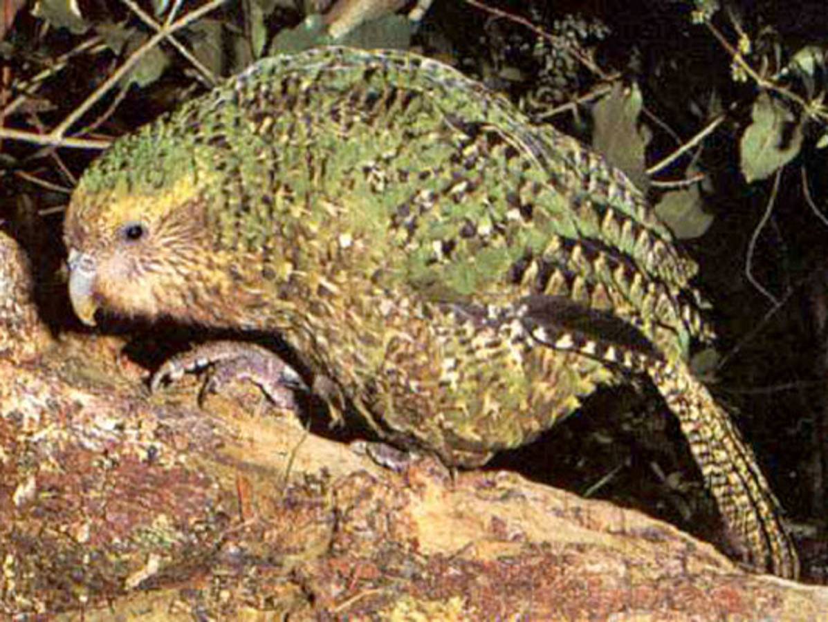 Los animales más feos del mundo