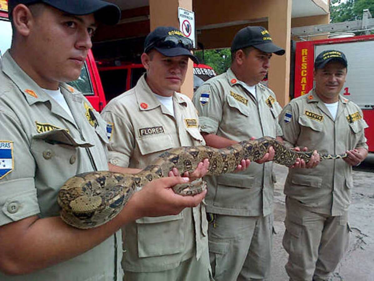 Bomberos rescatan una boa en el anillo periférico