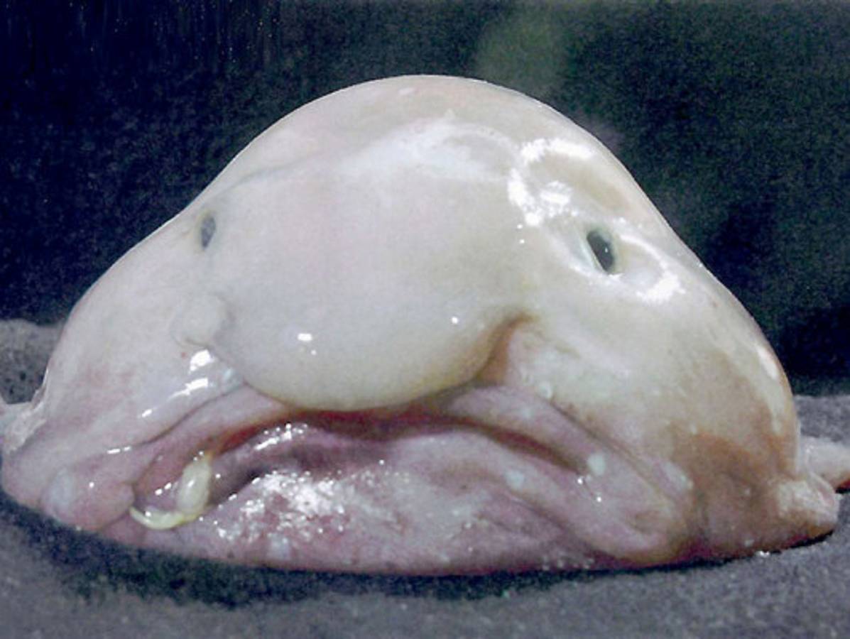 Los animales más feos del mundo