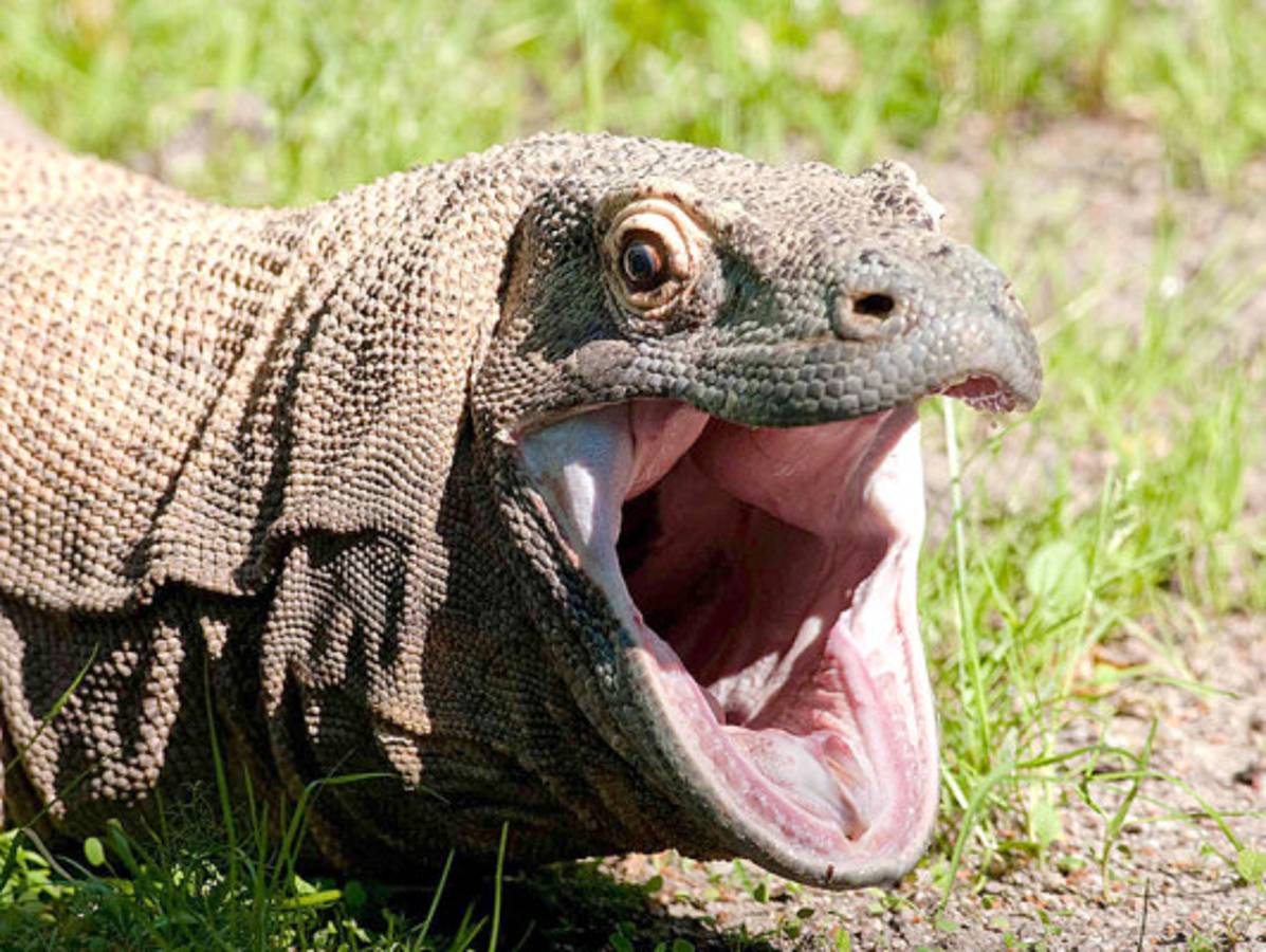 Los animales más feos del mundo