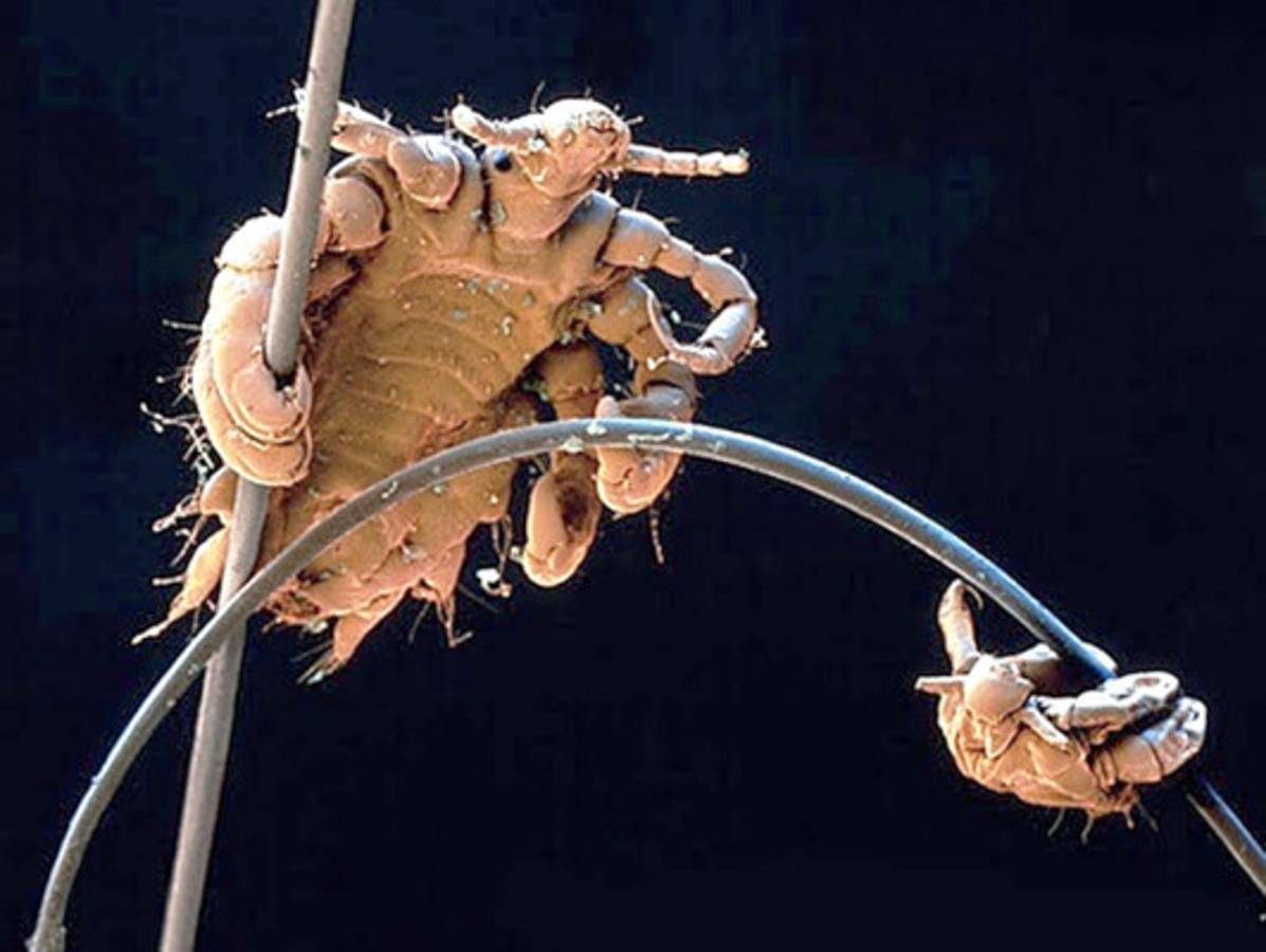 Los animales más feos del mundo