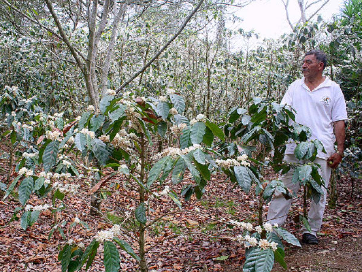 Producción de café: una tradición ancestral de El Paraíso