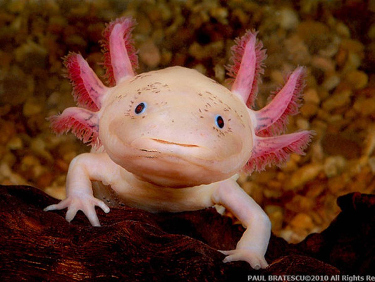 Los animales más feos del mundo