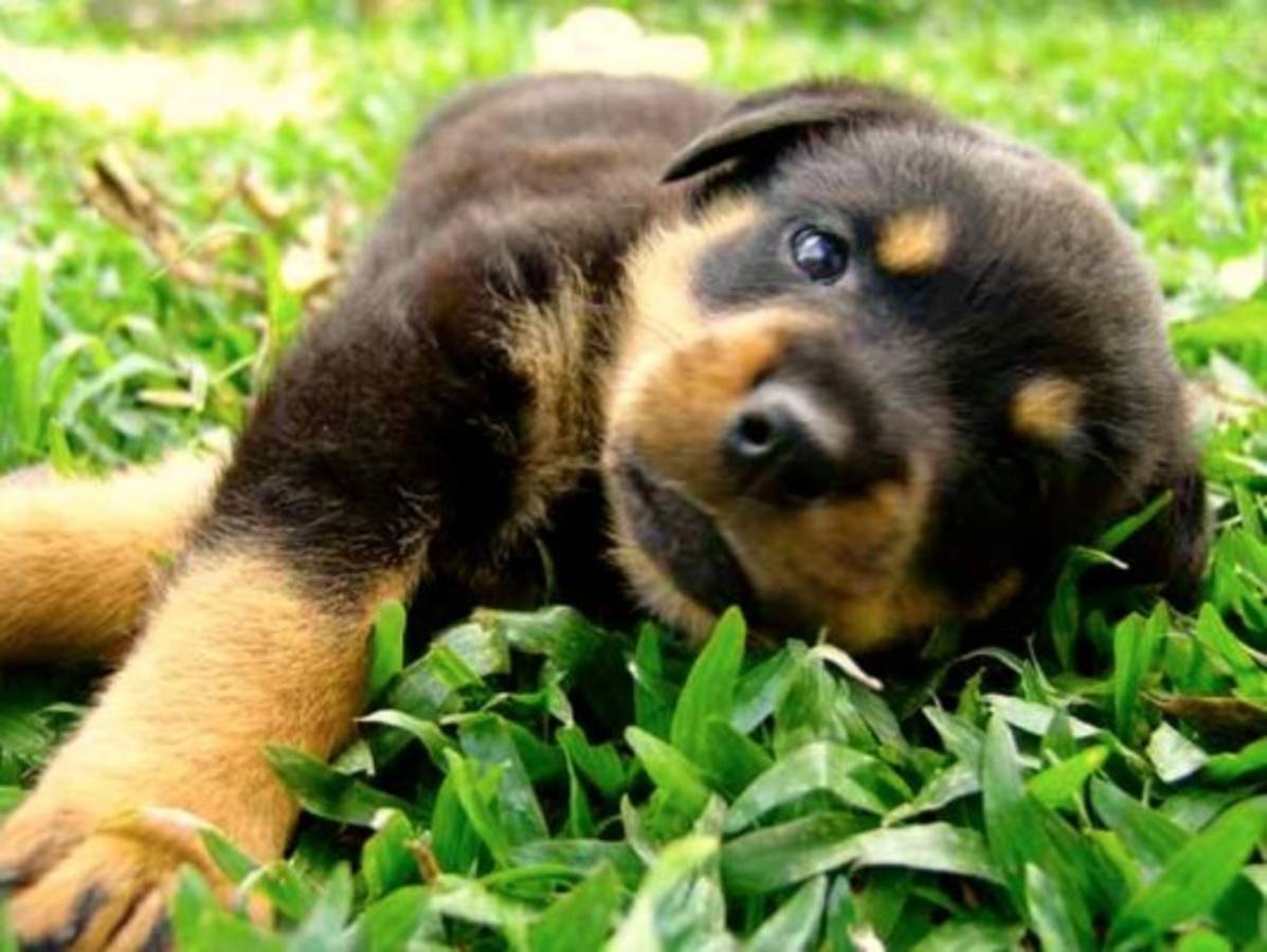 ¿Por qué atacan los rottweiler?