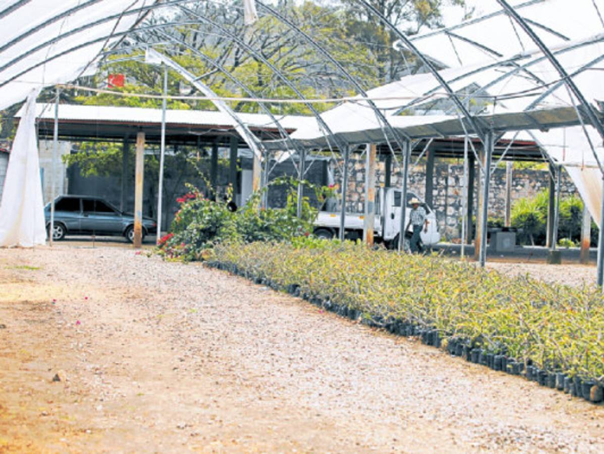 Honduras: A contrarreloj se trabajará en elaboración de alfombras