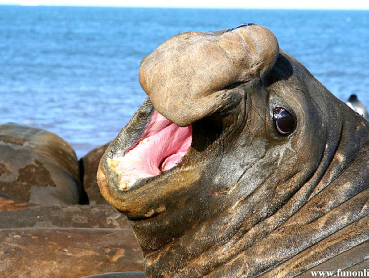 Los animales más feos del mundo