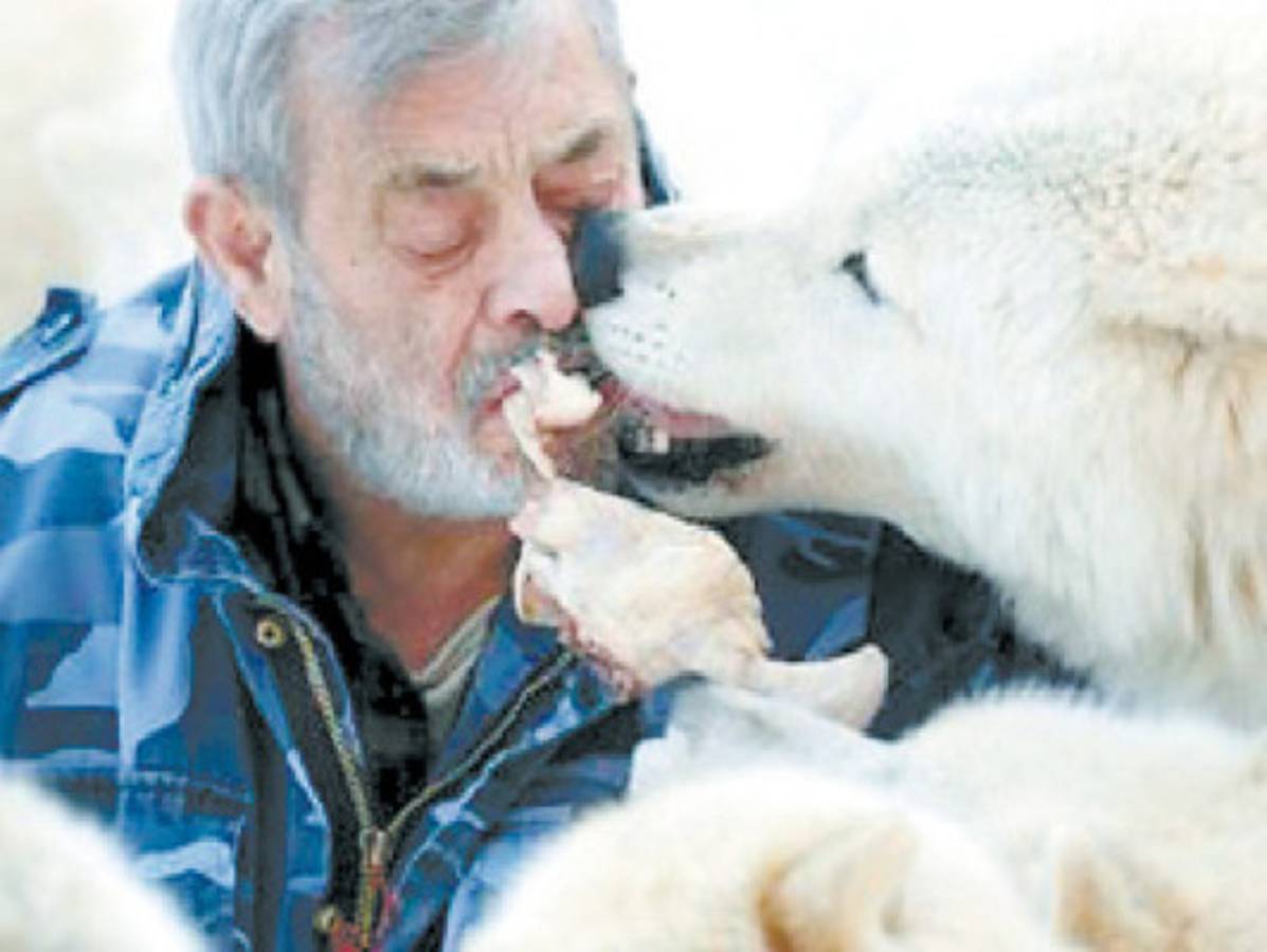 Hombre vive con 25 lobos y los alimenta con su boca