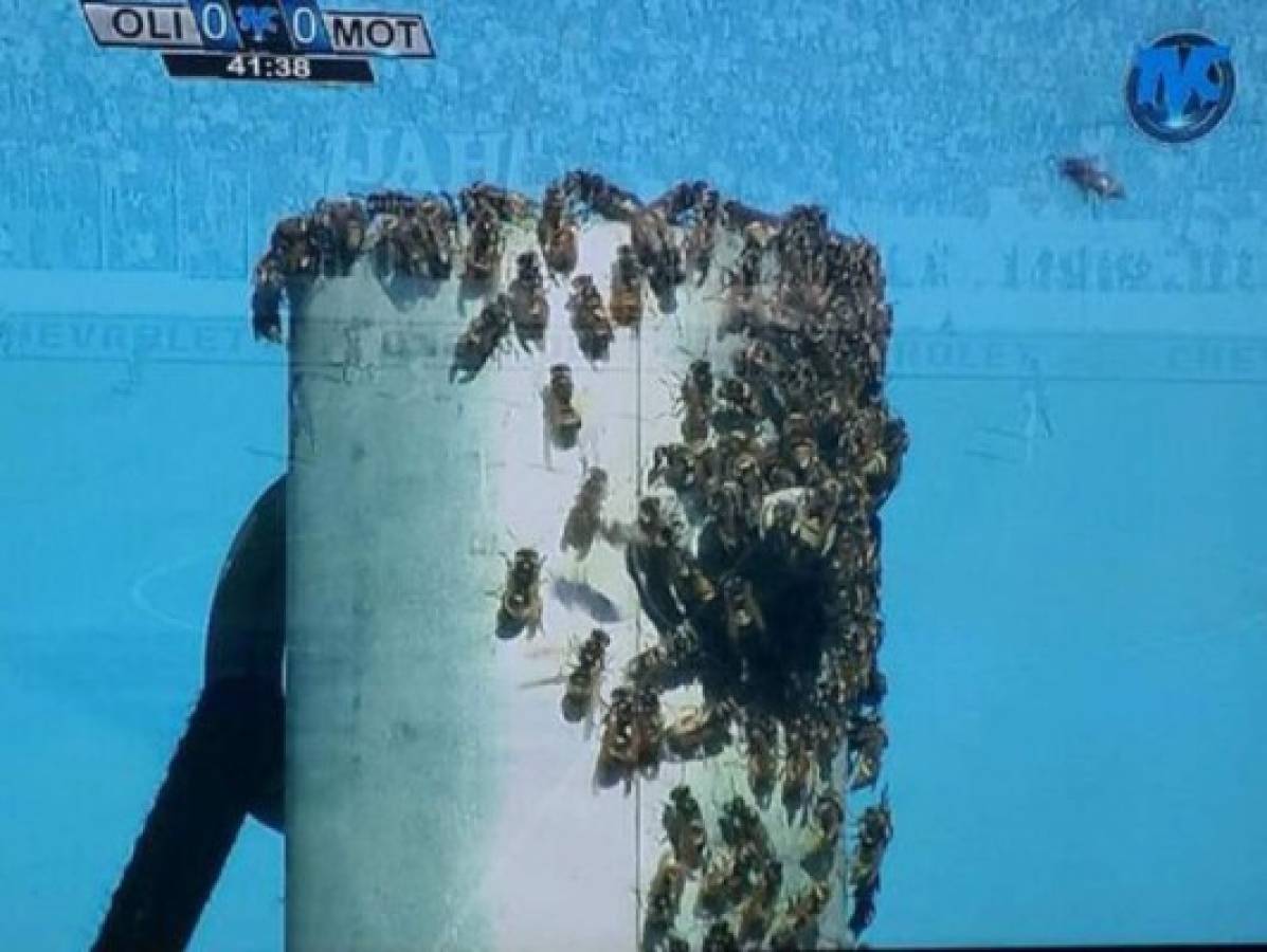 VIDEO: Ataque de abejas en el Olimpia-Motagua
