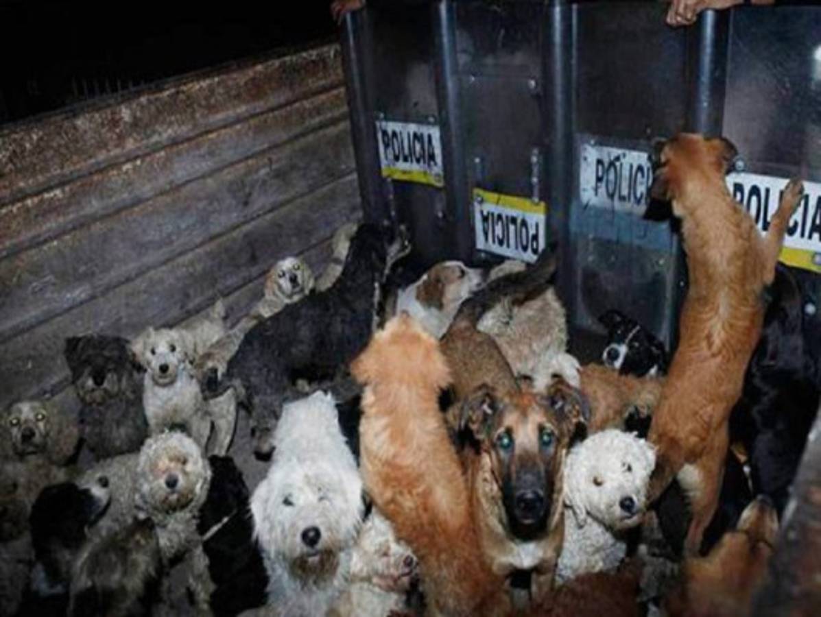 Rescatan 130 perros y 8 gatos que vivían hacinados en una casa