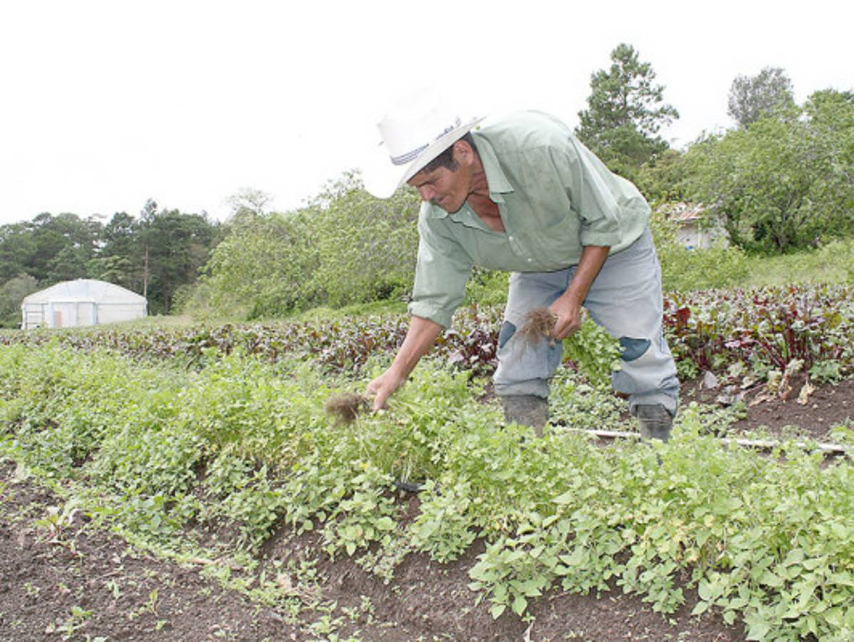 Honduras: Las 10 ocupaciones con más demanda en el sector privado