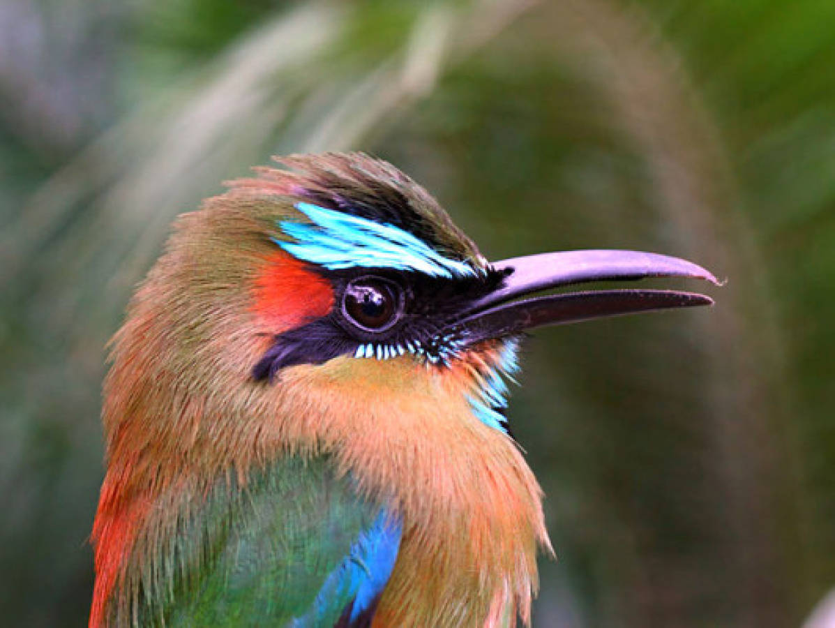 Honduras, paraíso para observadores de aves