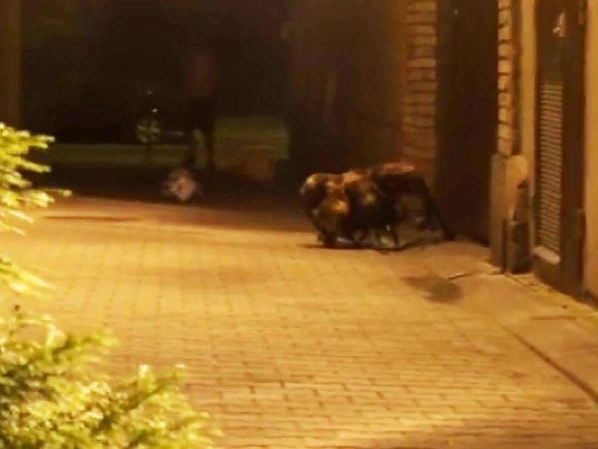 'Perro araña' atemoriza a los polacos