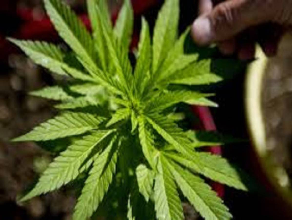 Se prepara para cultivar y vender marihuana