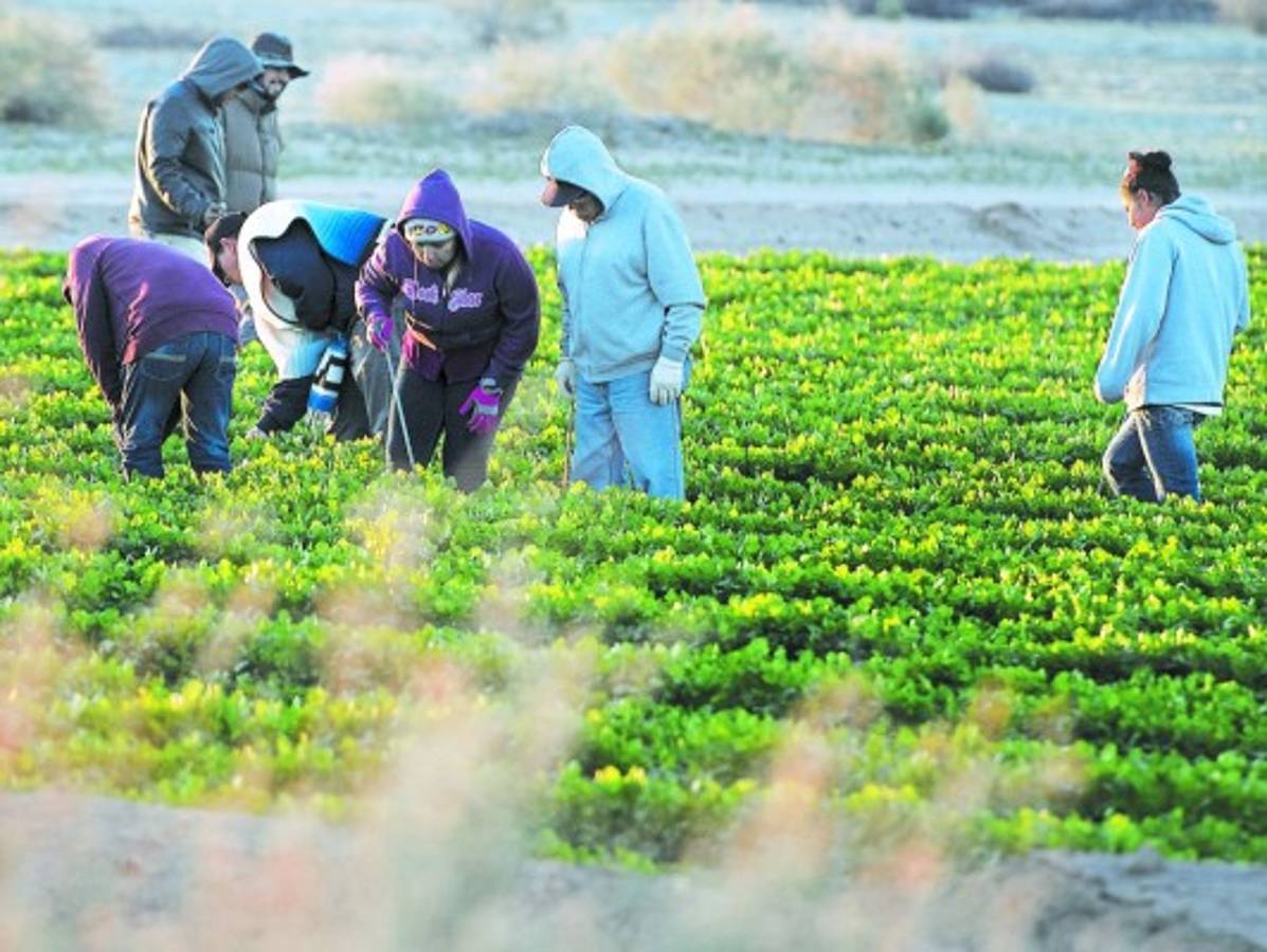 Remesas, principal sostén en el 34.5% de hogares hondureños