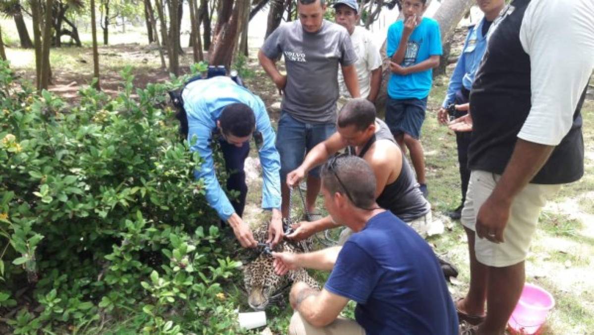 Las imágenes más impactantes del incendio en un centro turístico de Roatán