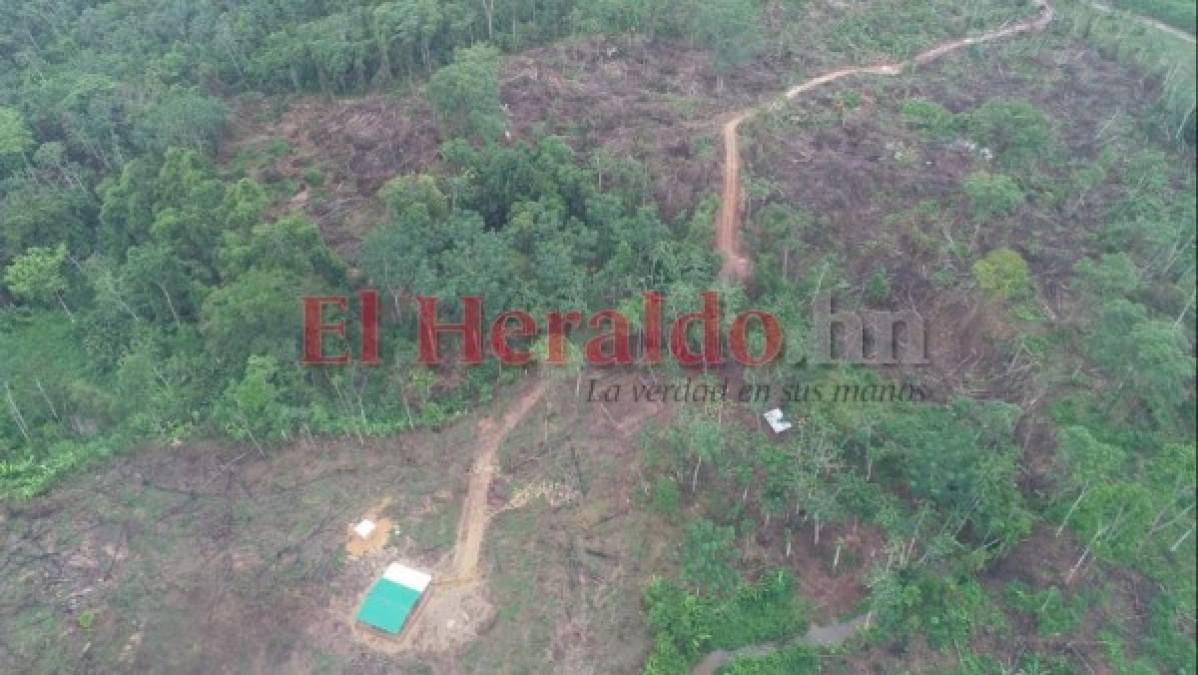 Acciones emprendidas para frenar construcción de carretera en pleno corazón de Biósfera del Río Plátano (FOTOS)