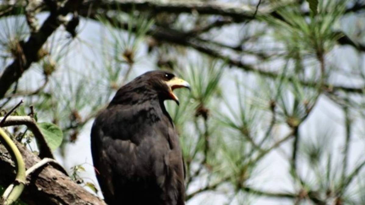 FOTOS: Exóticas y coloridas, así son las aves que se observan en Comayagua