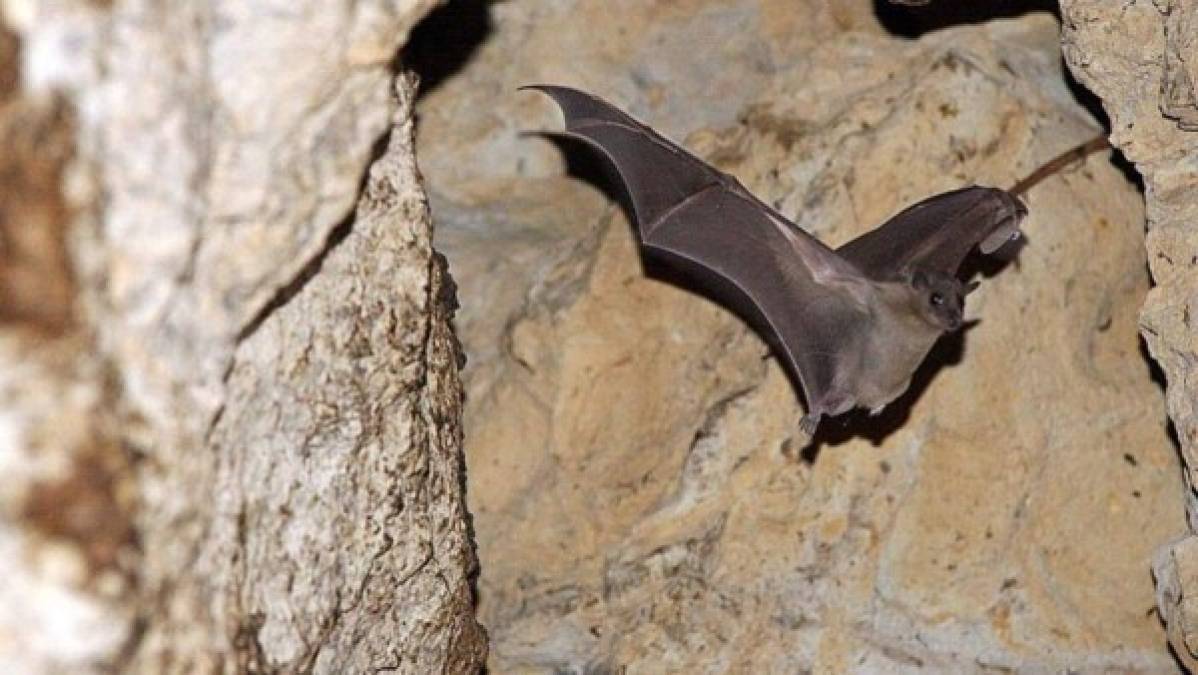 ¿Qué dicen expertos sobre la teoría de que los murciélagos causaron la pandemia?   
