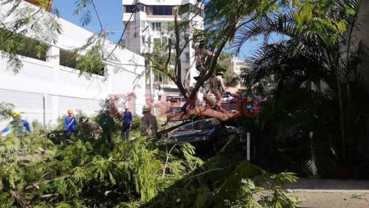 FOTOS: Árbol aplastó vehículo en la colonia Tepeyac de la capital