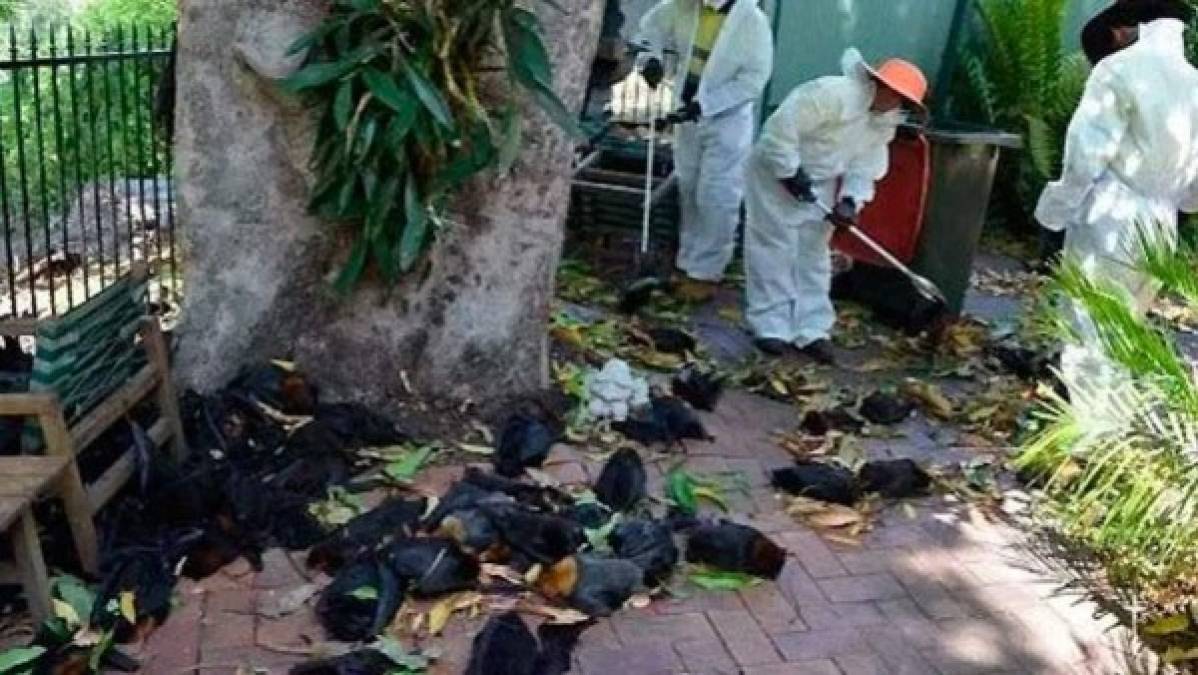 FOTOS: Huevos cocidos, llantas derretidas y animales muertos deja intensa ola de calor en Australia